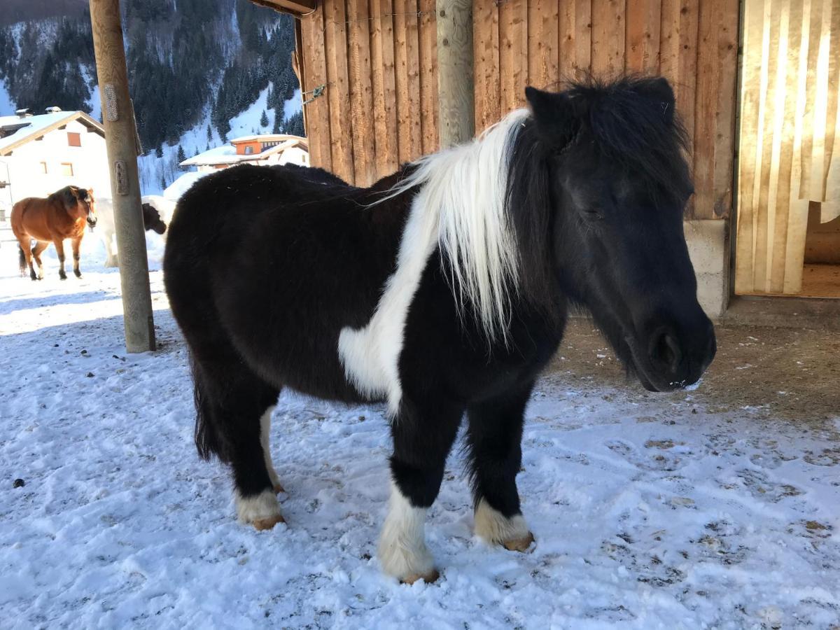 Pony-Ziegen-Hasen-Ranch Bichlbach Apartment ภายนอก รูปภาพ