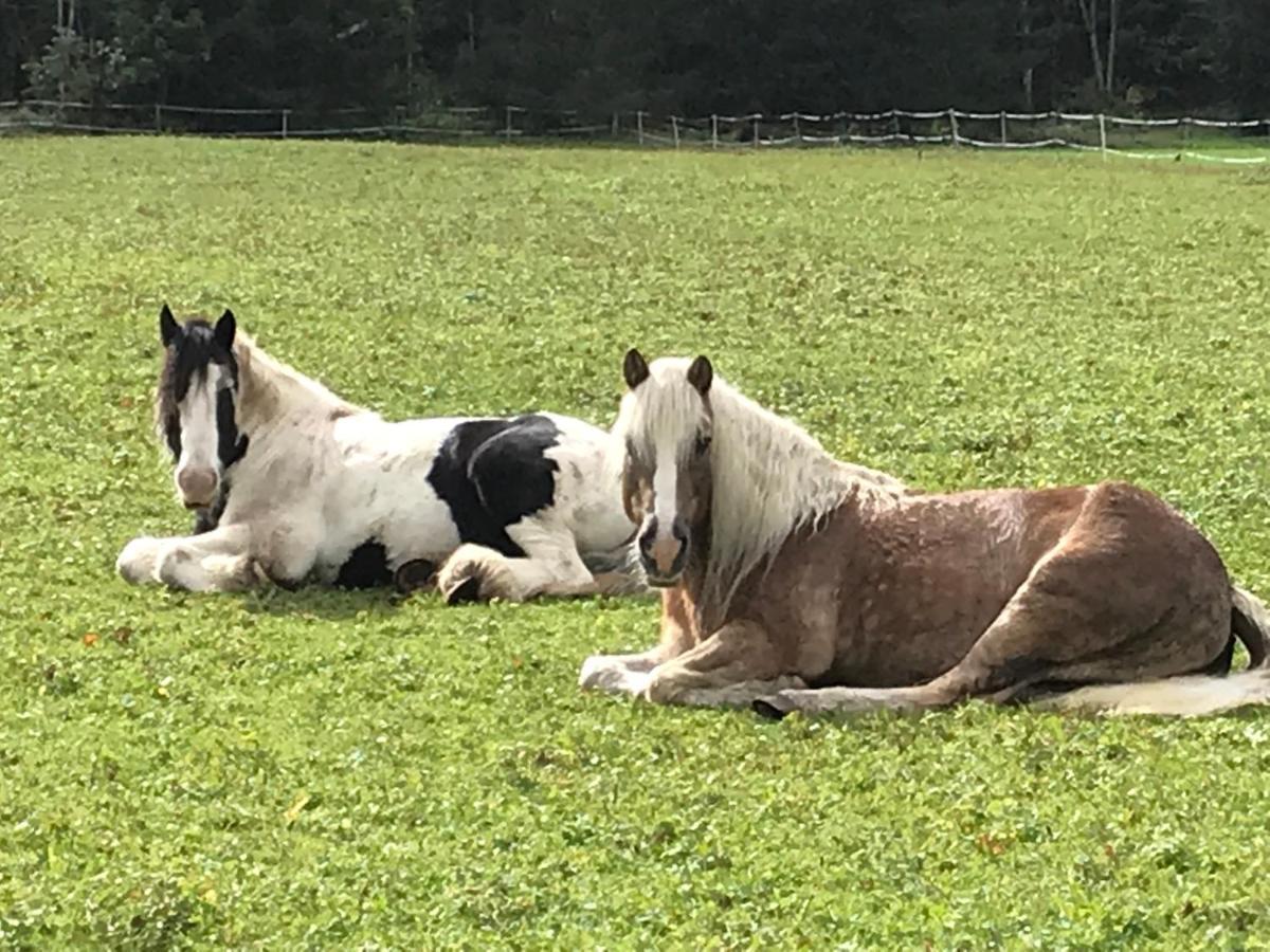 Pony-Ziegen-Hasen-Ranch Bichlbach Apartment ภายนอก รูปภาพ